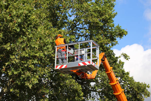 Best Emergency Tree Removal  in Park City, MT